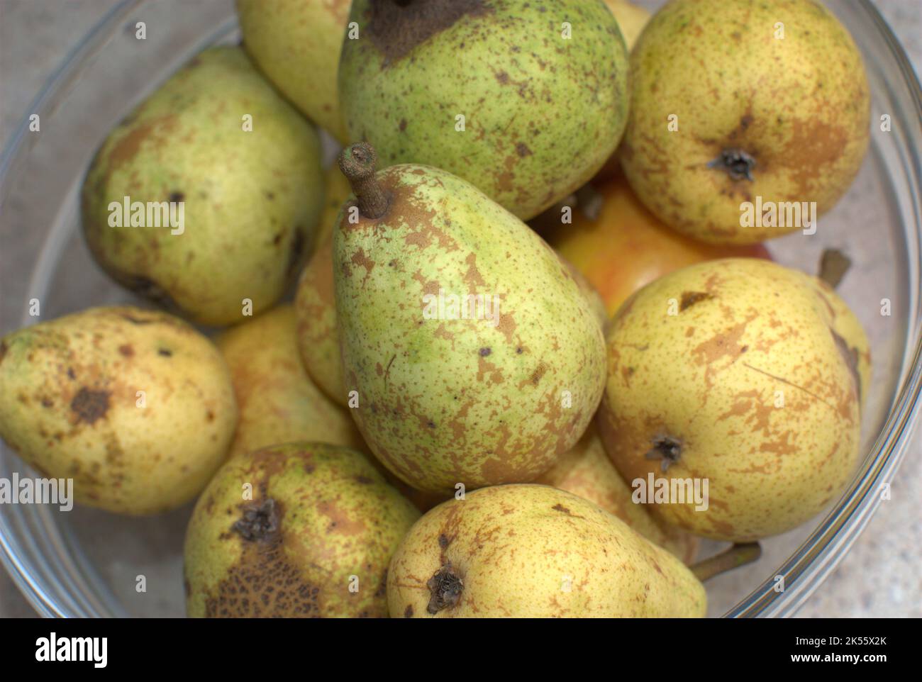 Pere cresciute naturalmente senza l'uso di pesticidi. Foto Stock
