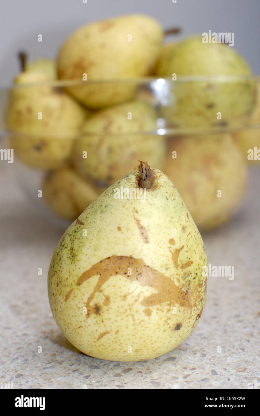 Pere cresciute naturalmente senza l'uso di pesticidi. Foto Stock