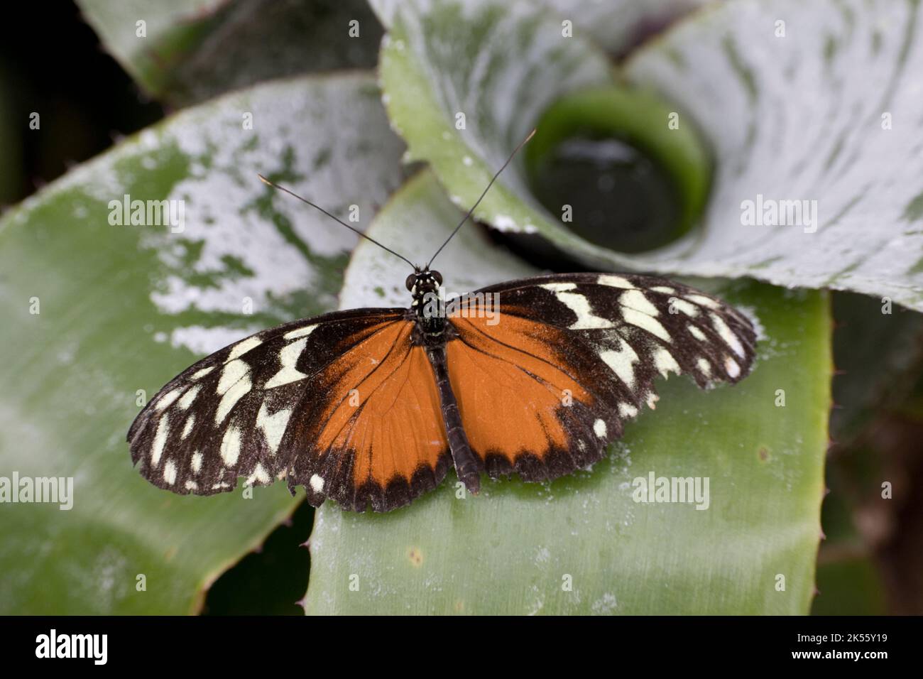 Una farfalla di Tigerwing Crema-macchiata Tithorea tarricina che riposa con le ali aperte Stratford su Avon Butterfly Farm UK Foto Stock