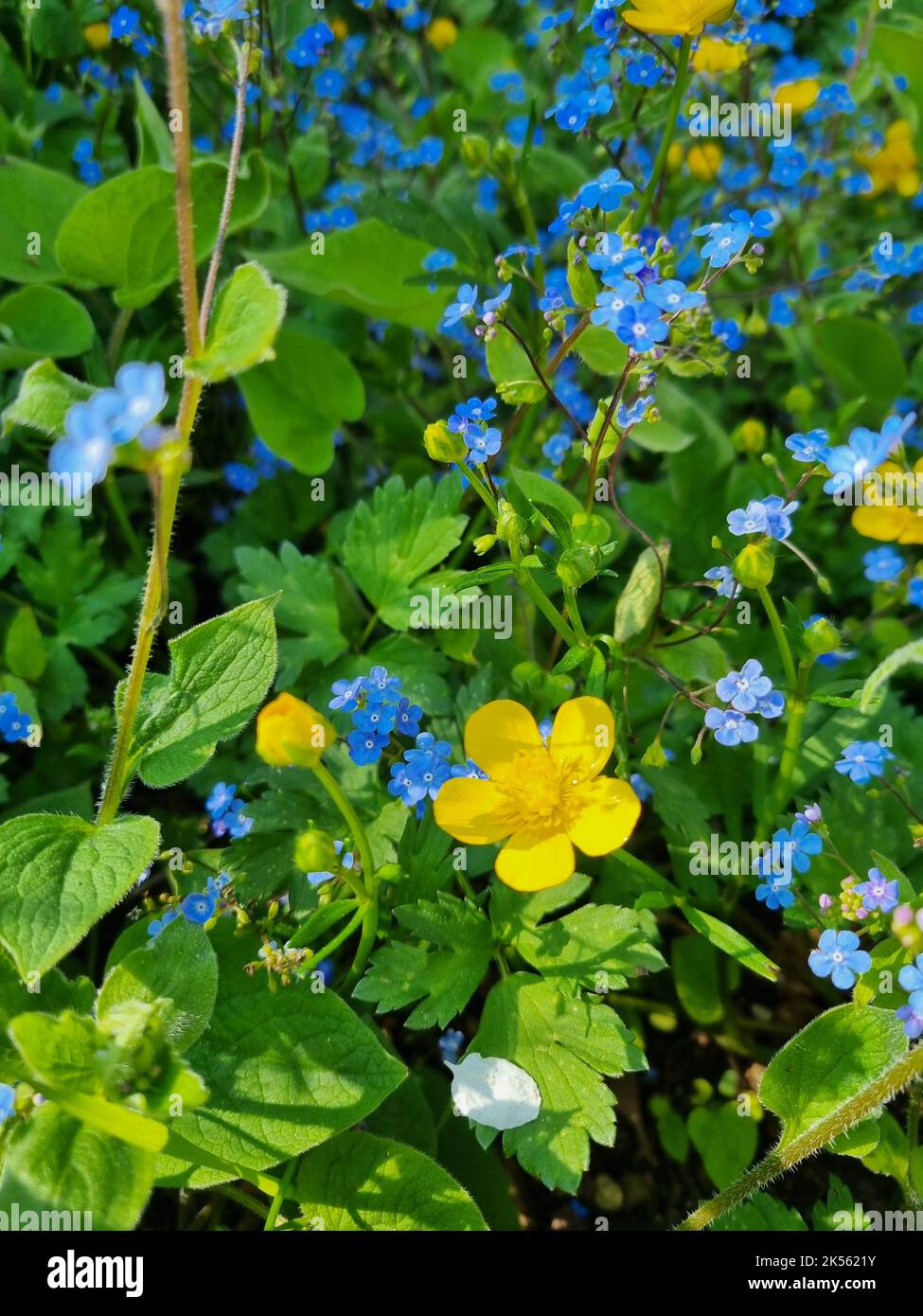 Un colpo verticale di bel blu dimenticare-me-not e fiori gialli fiorire nel giardino Foto Stock