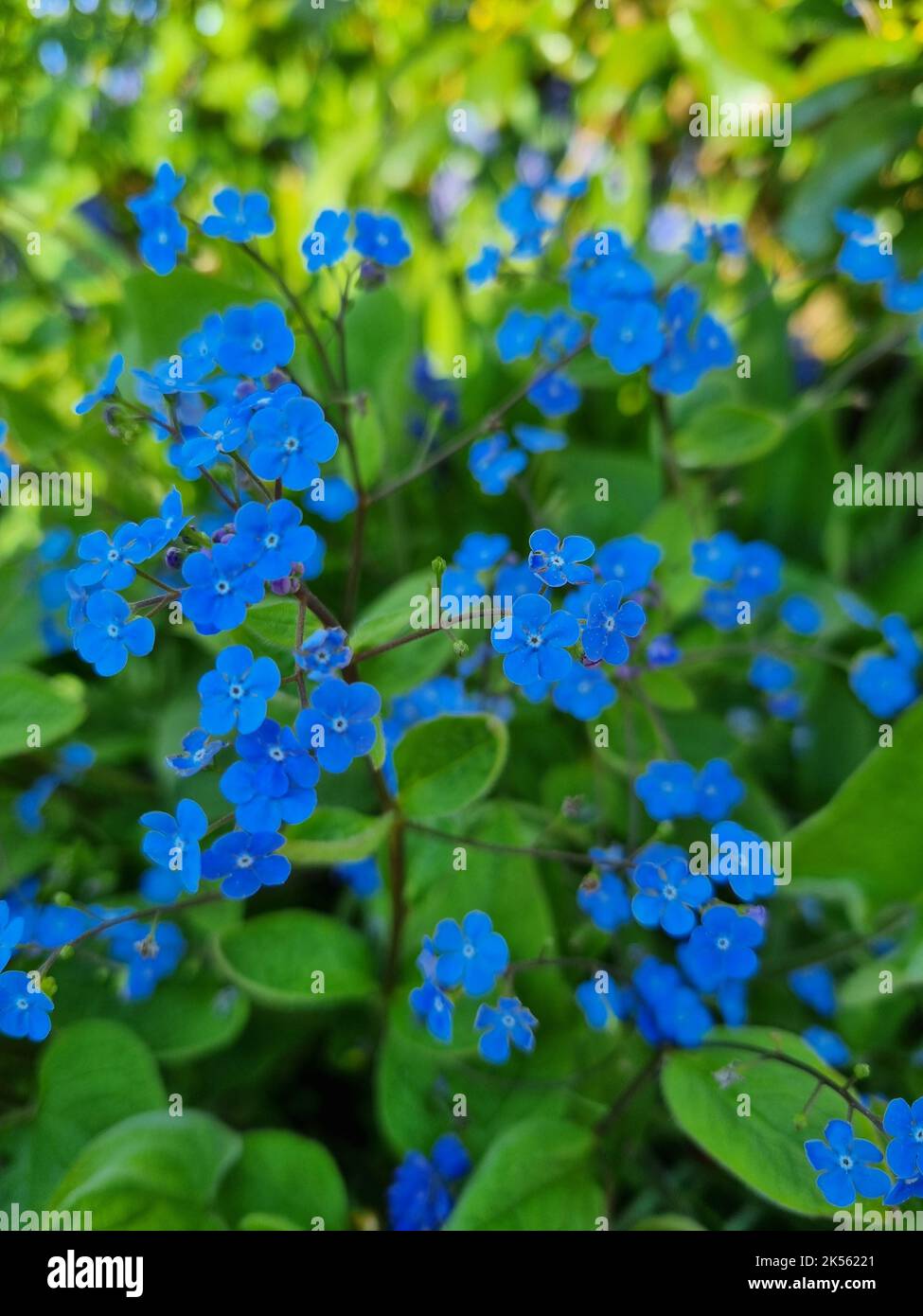 Un colpo verticale di bel blu dimenticare-me-not fiorire nel giardino Foto Stock