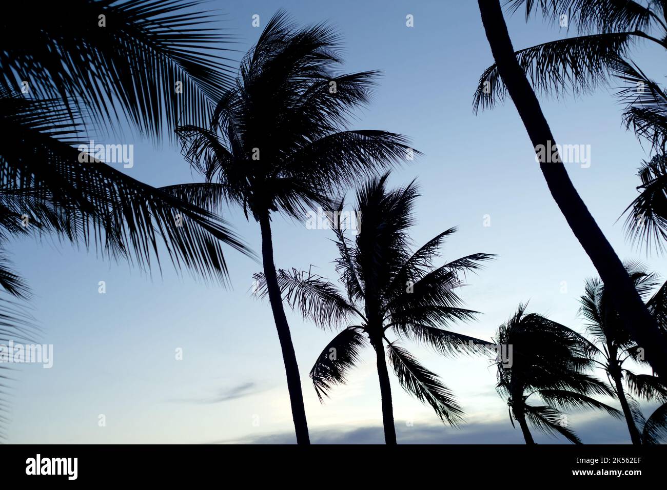 Tropic palme Silhouette di Sunset sfondo del cielo gradiente. Foto Stock