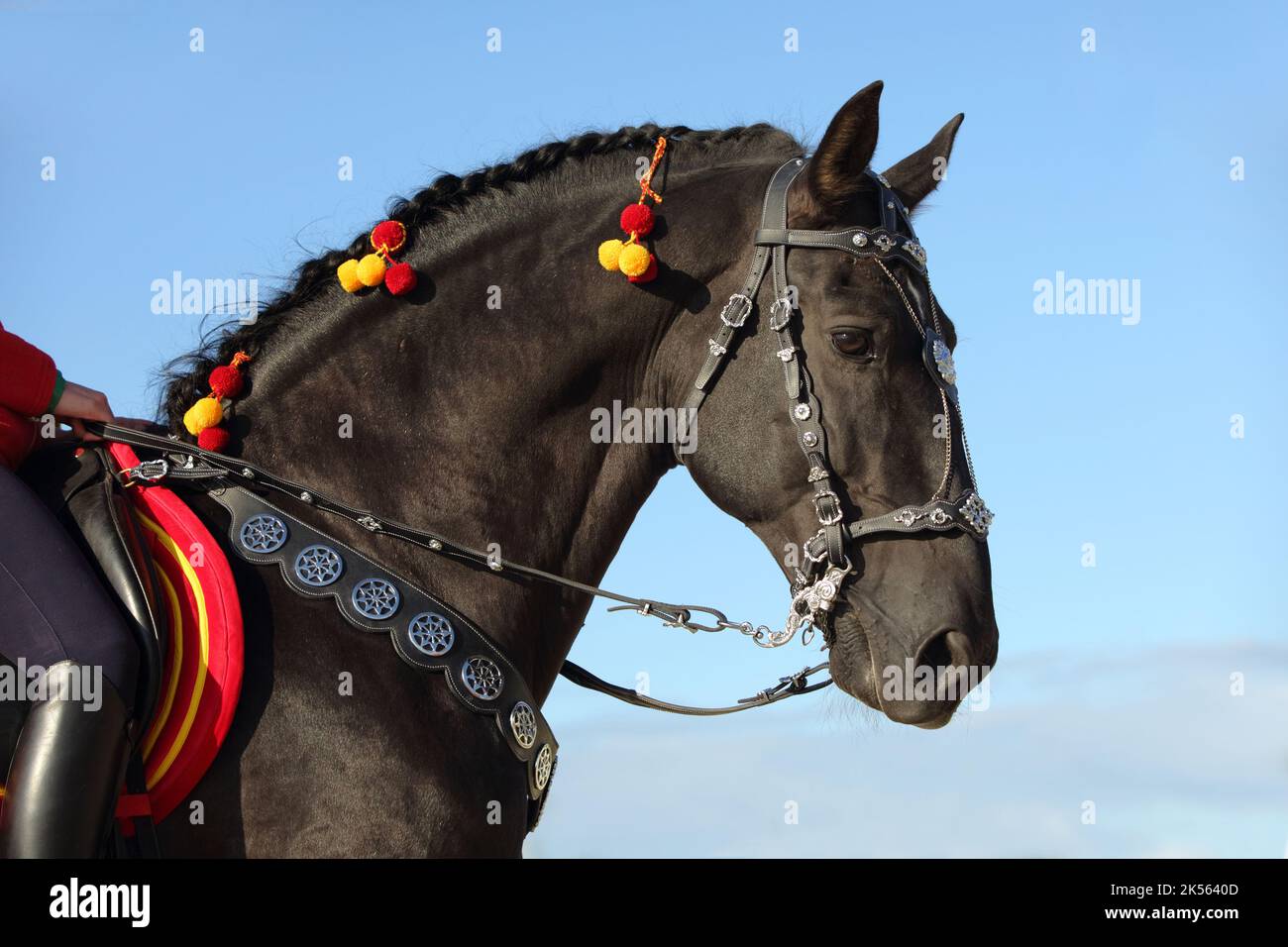 Ritratto a cavallo nero andaluso su sfondo cielo blu Foto Stock