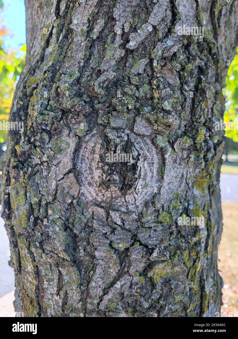 Nodo ad albero Foto Stock