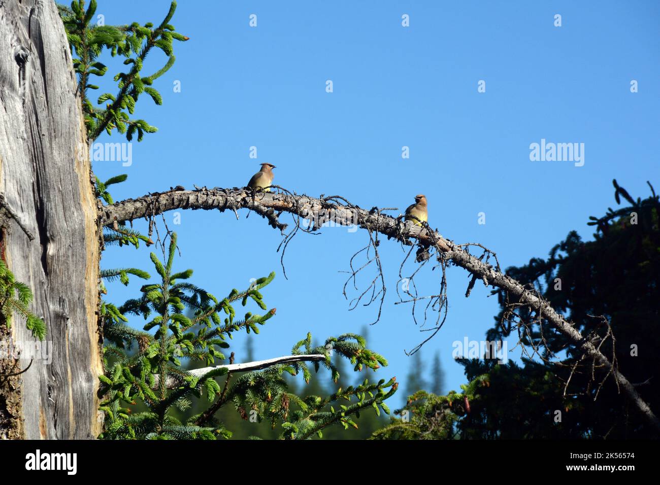 Due uccelli di cedro waxwing seduti su un ramo dell'albero nel Little Pend Oreille National Wildlife Refuge nello stato di Washington, Stati Uniti. Foto Stock