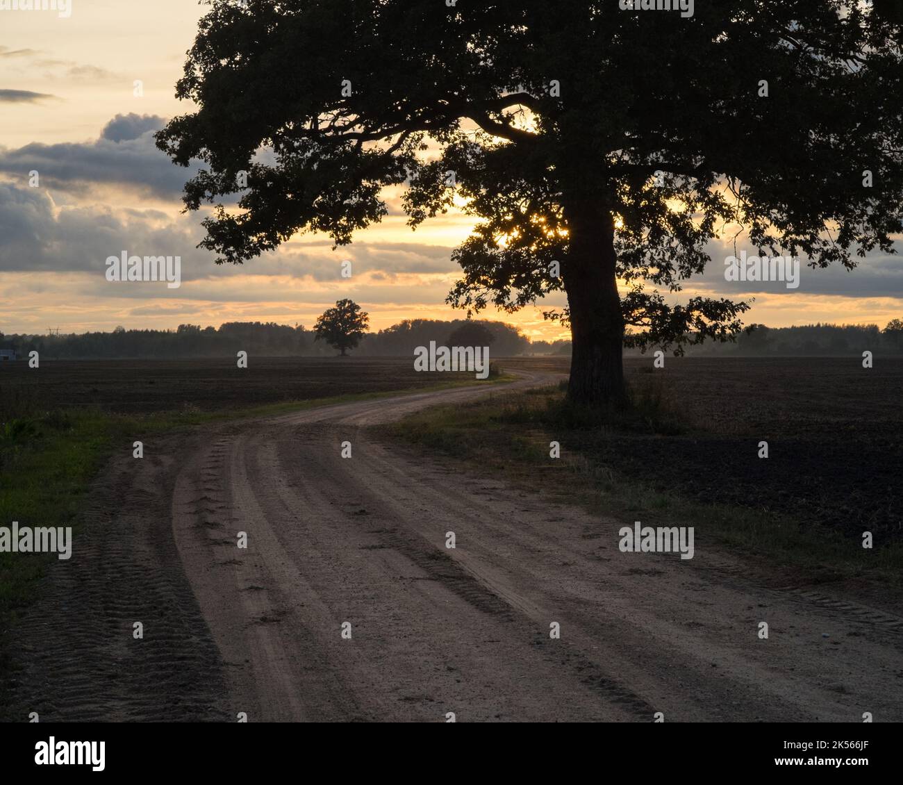 Una strada di campagna attraverso campi arati con una grande silhouette di albero e lontano tramonto Foto Stock