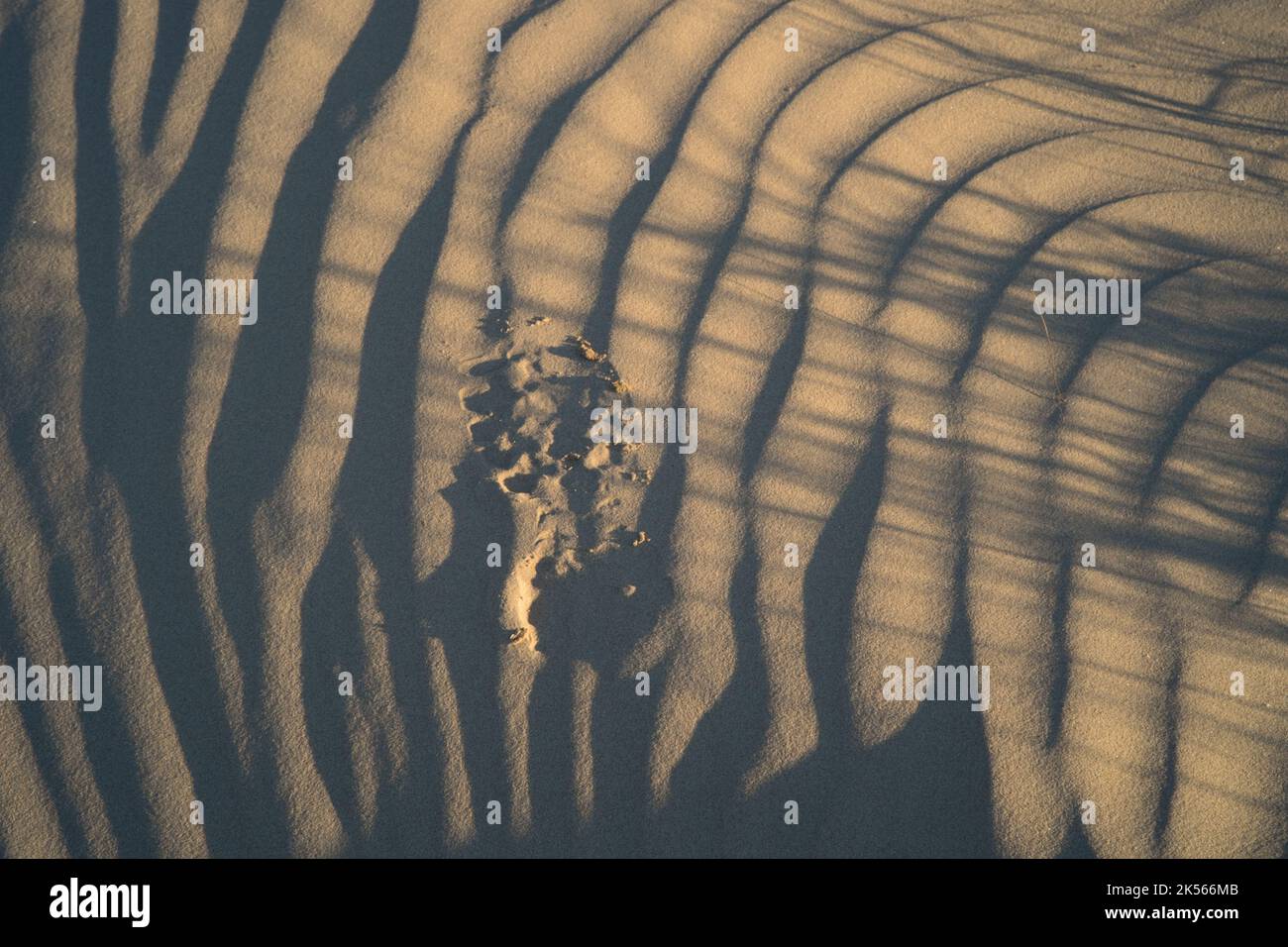 Un'impronta ruvida in delicate texture di increspature di sabbia da spiaggia in luce solare calda e bassa Foto Stock