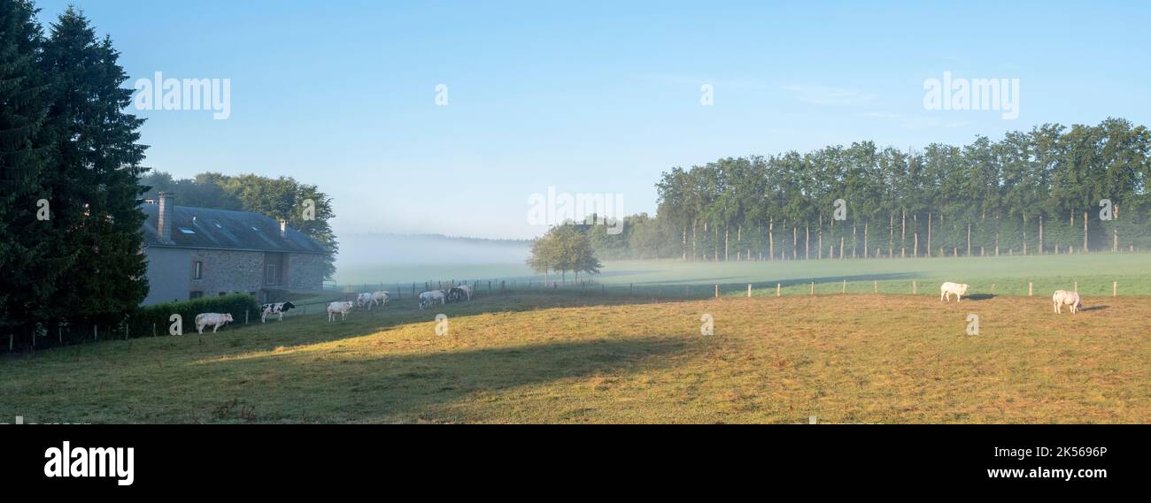 mucche nella campagna di prima mattina tra sankt vith e vielsalm nelle ardenne belghe Foto Stock