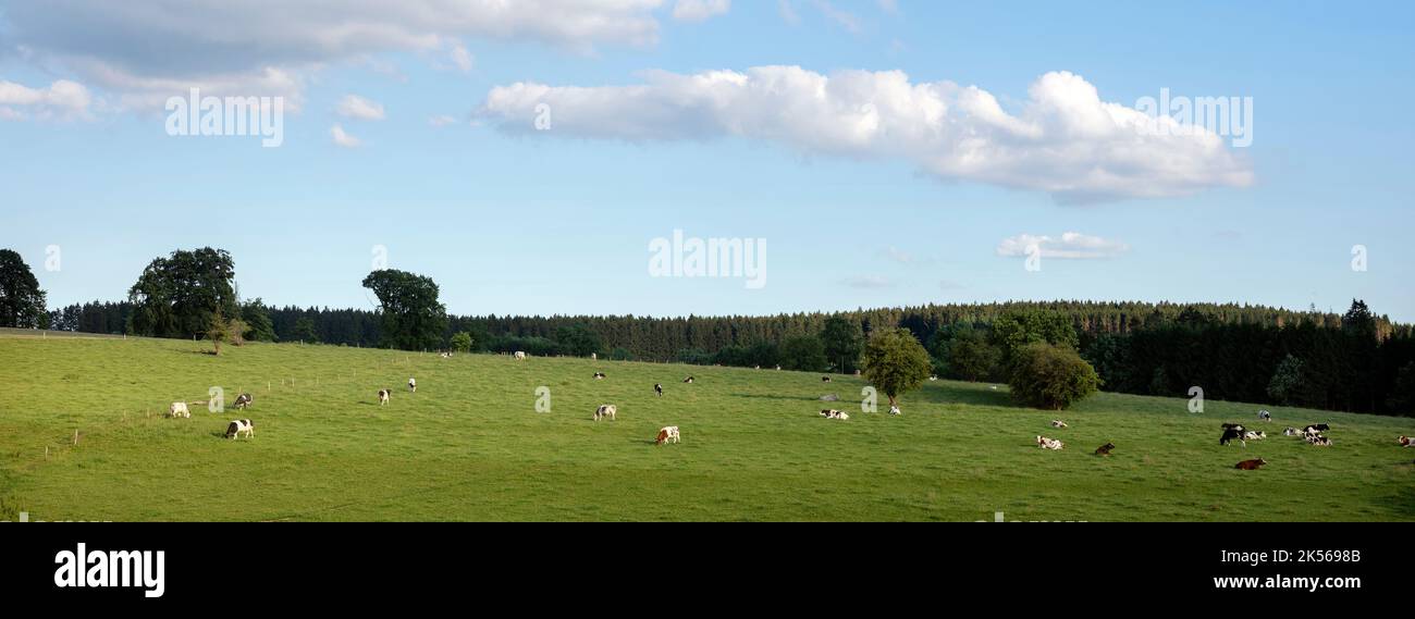 paesaggio di campagna con mucche nella parte meridionale di hautes fagnes tra vielsalm e sankt vith in ardenne belghe Foto Stock