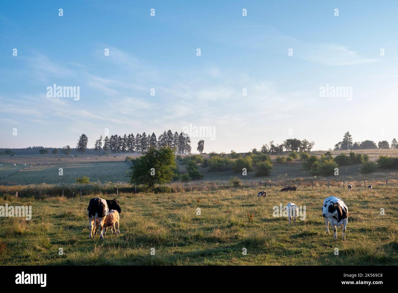 mucche e vitelli nella campagna di prima mattina tra sankt vith e vielsalm nelle ardenne belghe Foto Stock