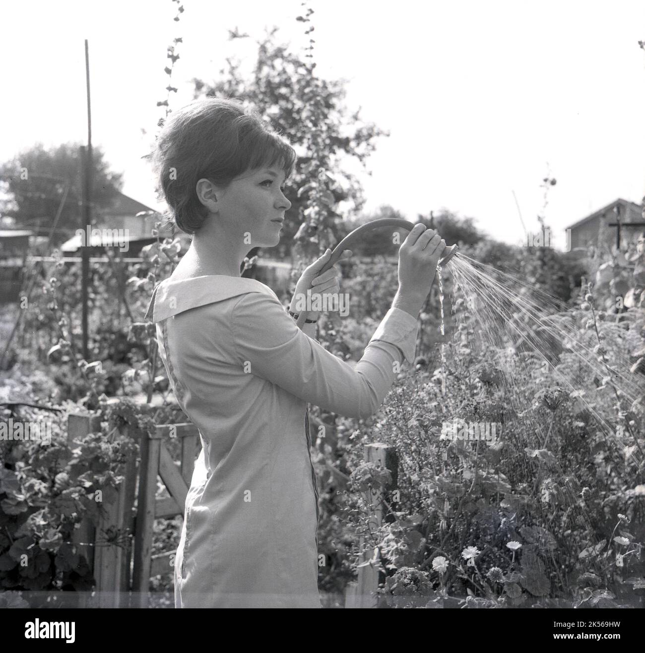 1964, storico, estivo e una giovane donna in un vestito che innaffia le sue piante, utilizzando un tubo da giardino con uno spray, Inghilterra, Regno Unito. Foto Stock
