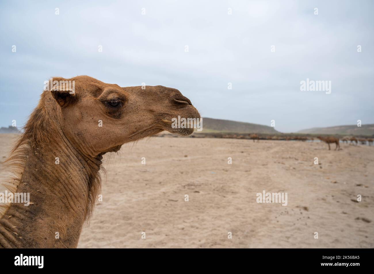 Cammello sulla spiaggia di Khor Rori vicino a Salalah, Oman Foto Stock