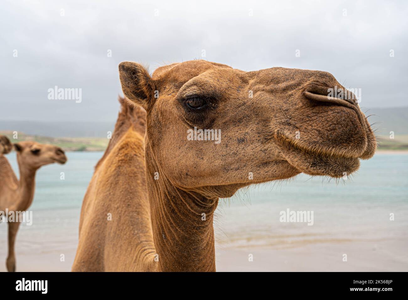 Cammello sulla spiaggia di Khor Rori vicino a Salalah, Oman Foto Stock