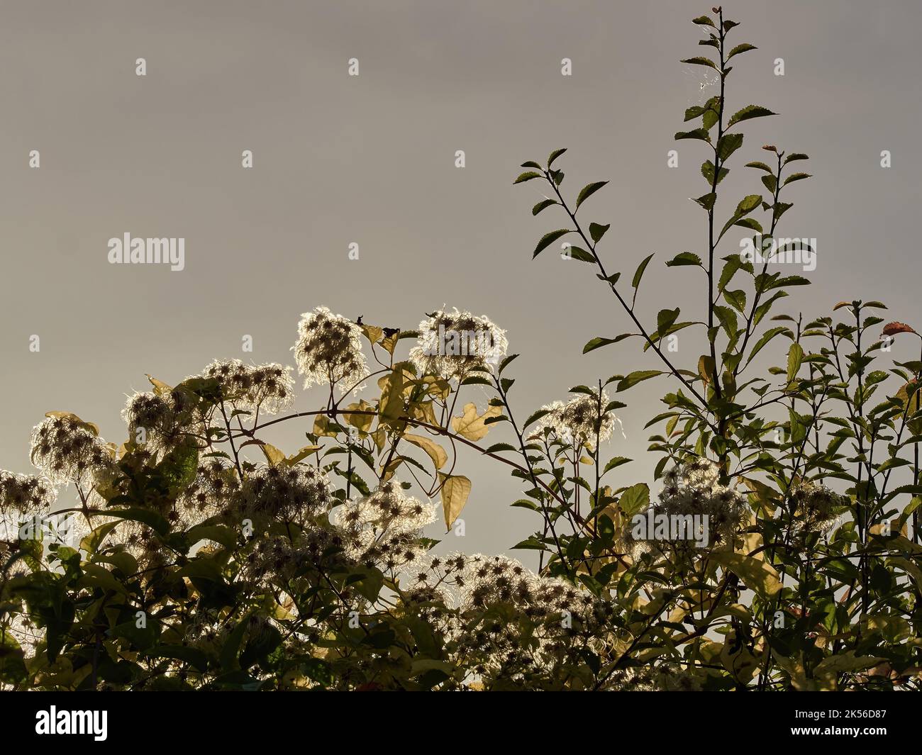 Teste di semi e foglie traslucide, retroilluminate dalla luce solare autunnale, contro un cielo grigio colomba morbido, muto. Foto Stock