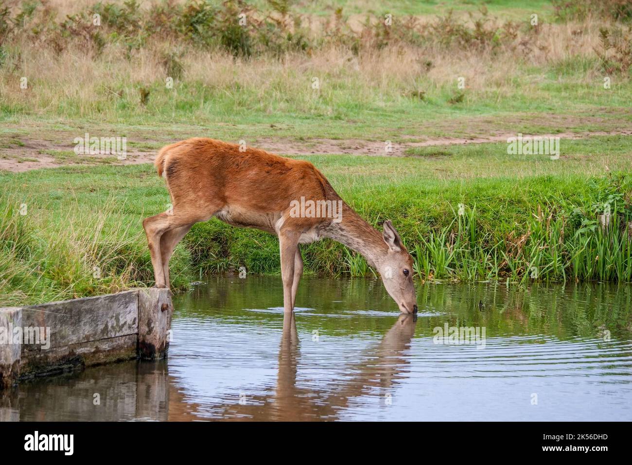 Red Deer Cervus elaphus Foto Stock