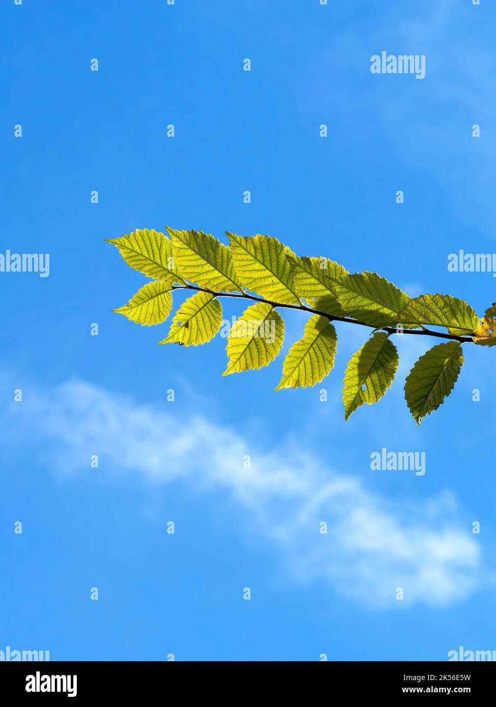 La forte luce solare autunnale splende attraverso le foglie di un isolato ramo di faggio, che riecheggia la forma di una nuvola spionosa nel cielo blu, altrimenti luminoso. Foto Stock