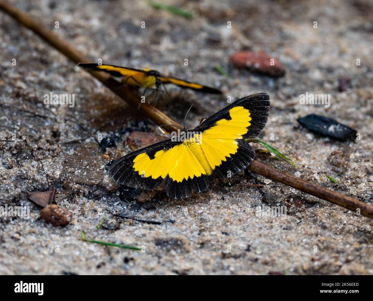 Farfalla playboy allo zafferano (Xanthiris flaveolata). Amazonas, Brasile. Foto Stock