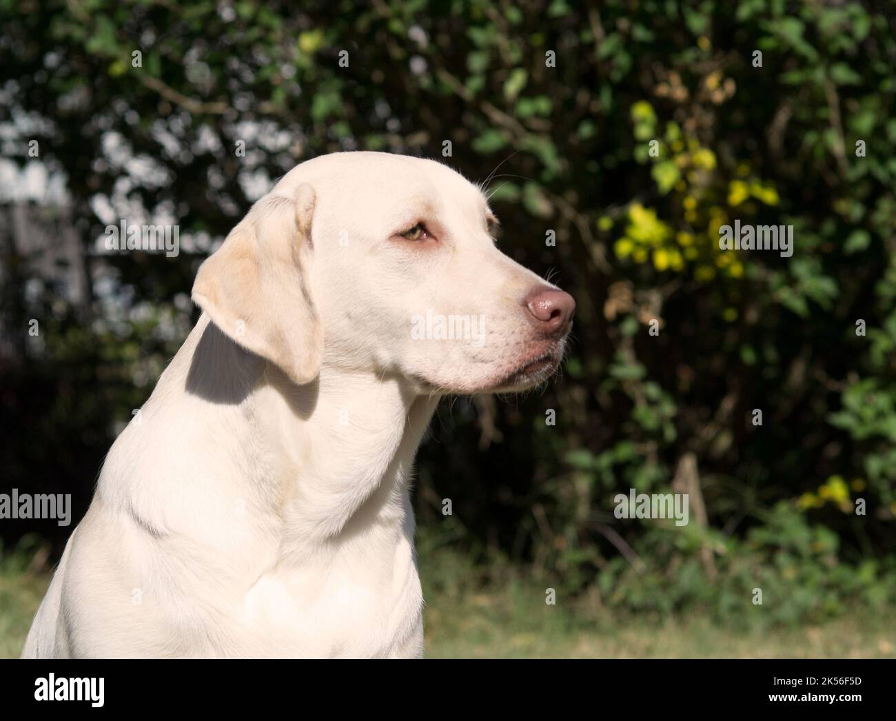 7 mesi Labrador Retriever - Female Foto Stock