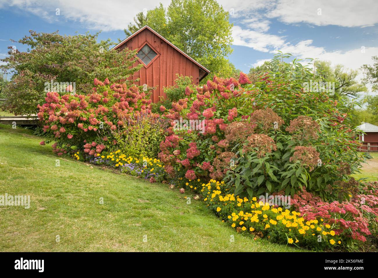 Siepe Hydrangea rossa in autunno con fondo fienile rosso e cielo blu. Foto Stock