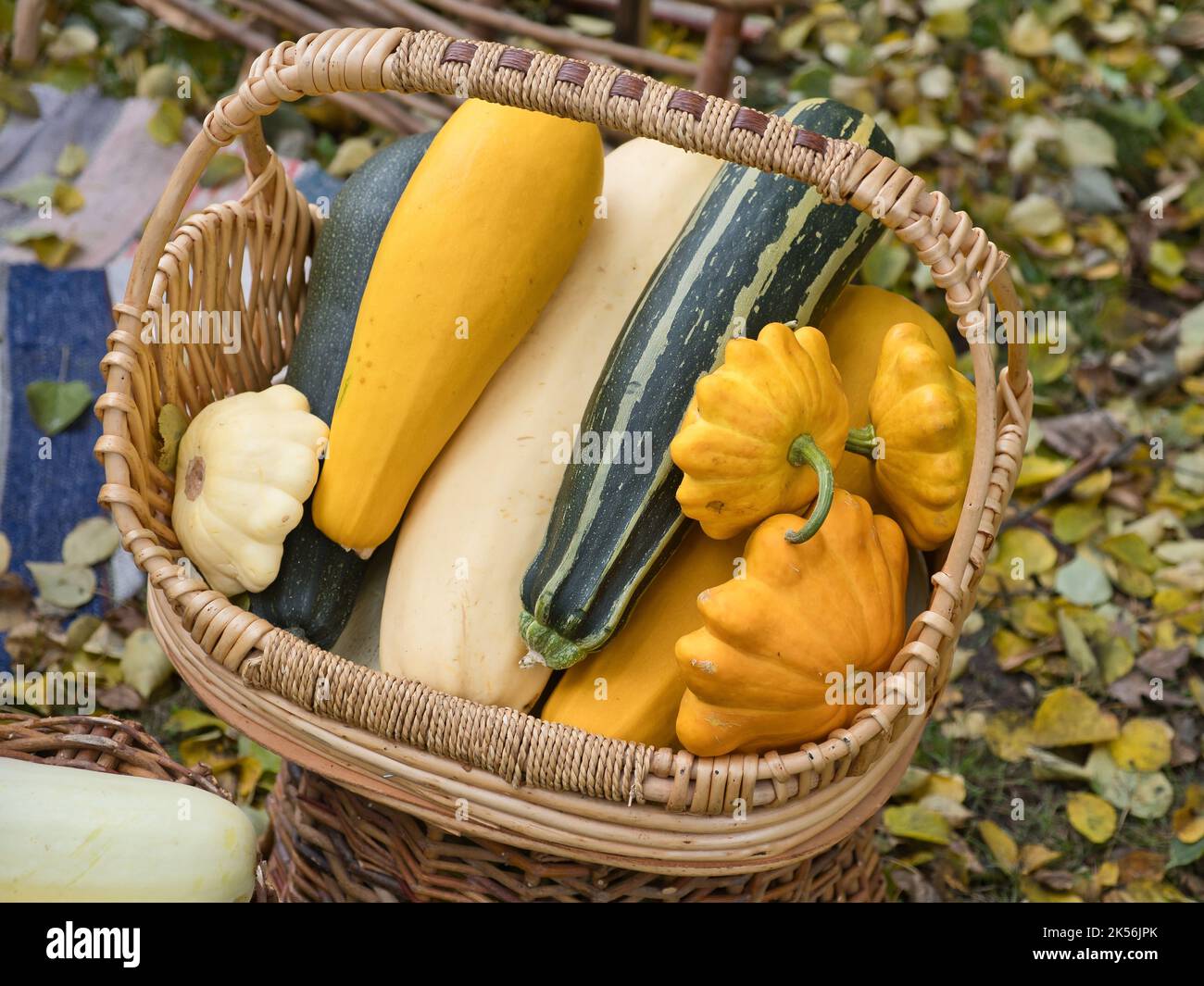 Zucchine multicolore nel cestello. Raccolta di verdure autunnali. Cibo sfondo. Foto Stock