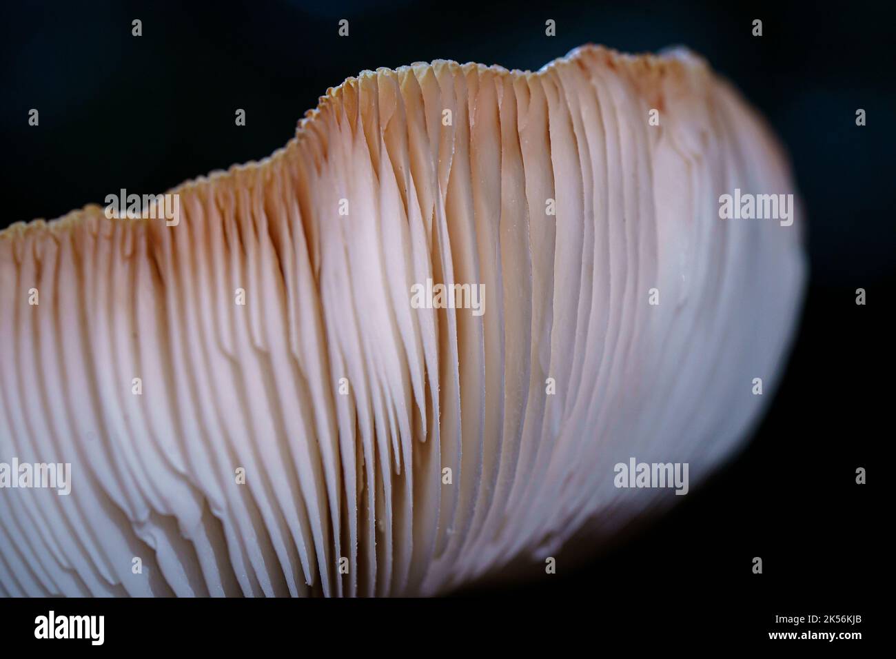 Le lamelle a fungo sul lato inferiore della capsula producono spore microscopiche necessarie alla riproduzione del fungo. Foto Stock