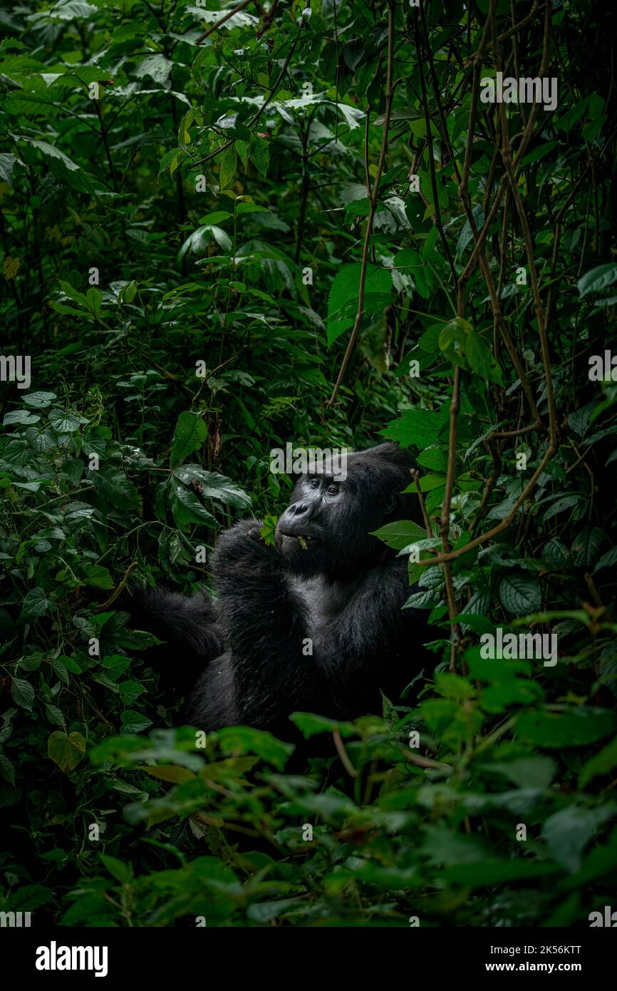 Silverback montagna gorilla alimentazione in habitat naturale Foto Stock