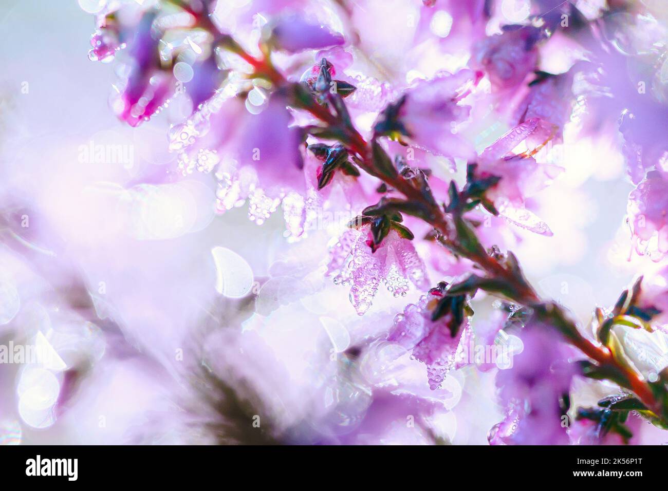 Fiore selvaggio fiaba blu comune erica (Calluna vulgaris). Natura, floreale, fiori sfondo. Foto Stock