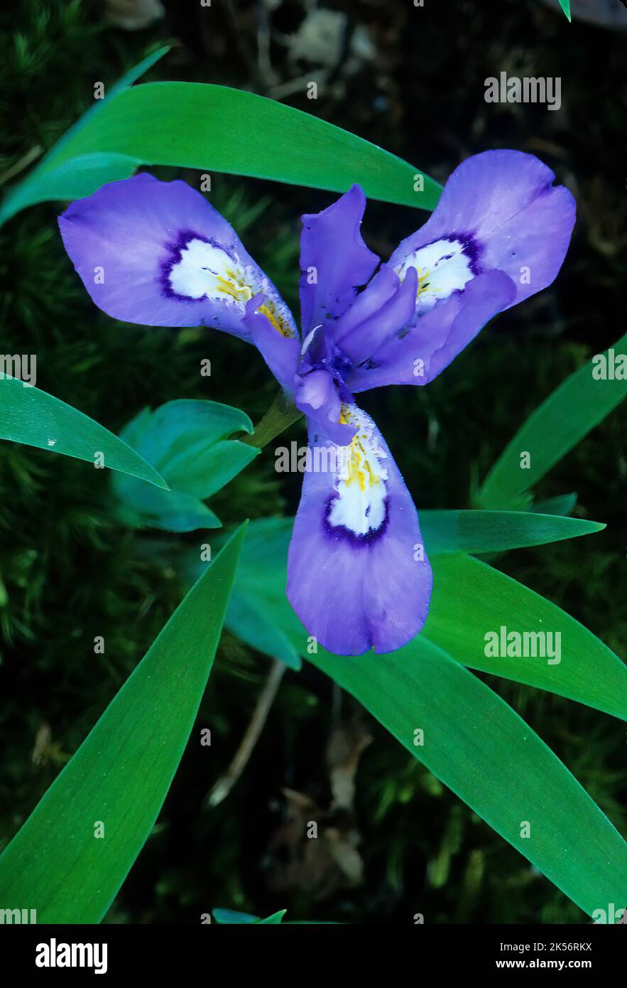 L'iride nana crestata (Iris cristata) fiorisce all'inizio della primavera al Parco Nazionale delle Smoky Mountains Foto Stock