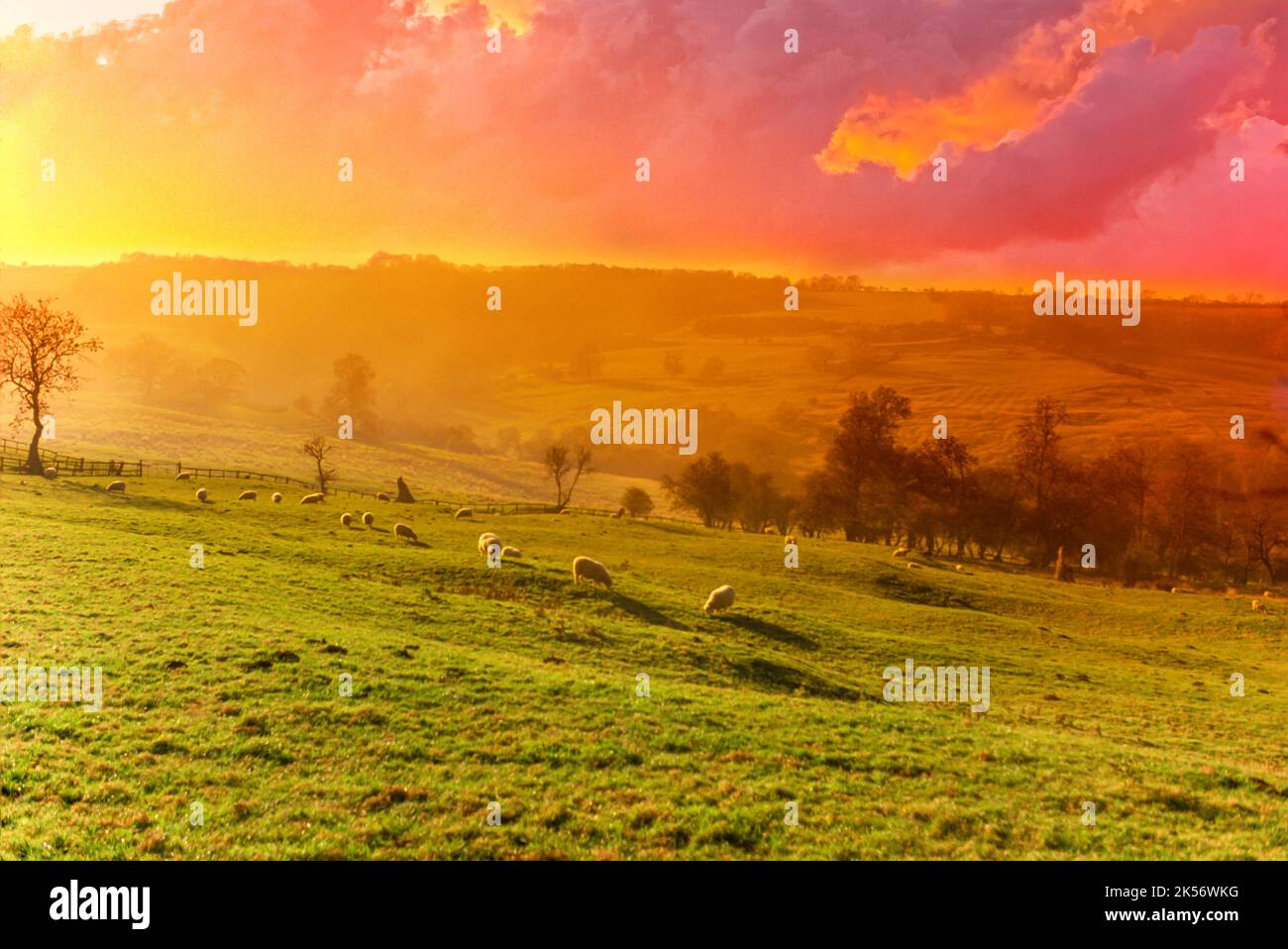 PECORE CHE PASCOLANO IN CAMPI EAST SUSSEX INGHILTERRA UK Foto Stock