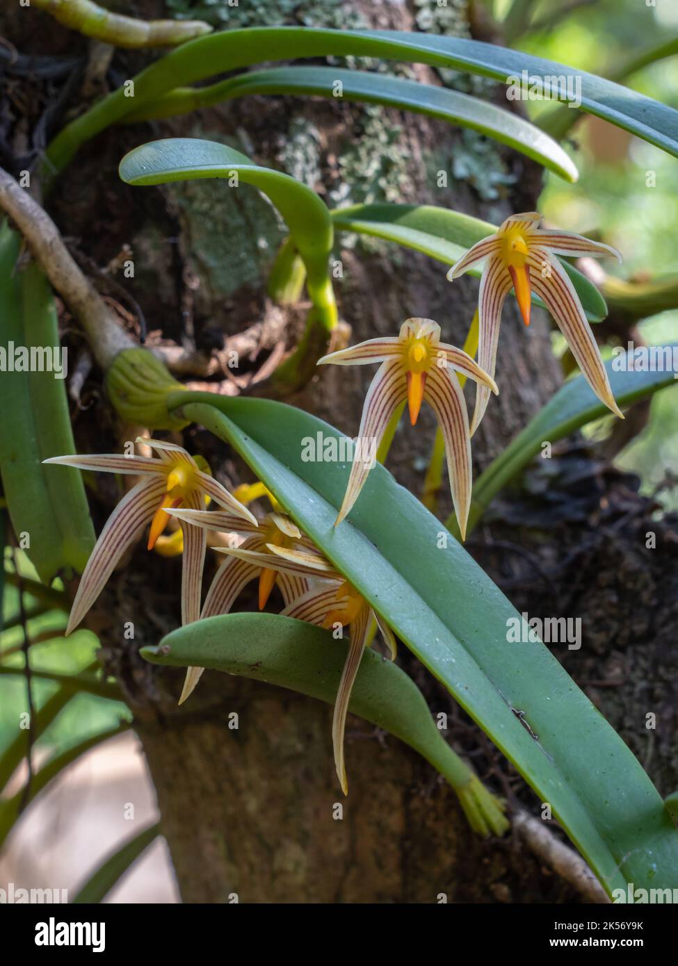 Vista in primo piano delle colorate specie orchidee epifitiche bulbophyllum fiori affini fioriscono all'aperto su sfondo naturale Foto Stock