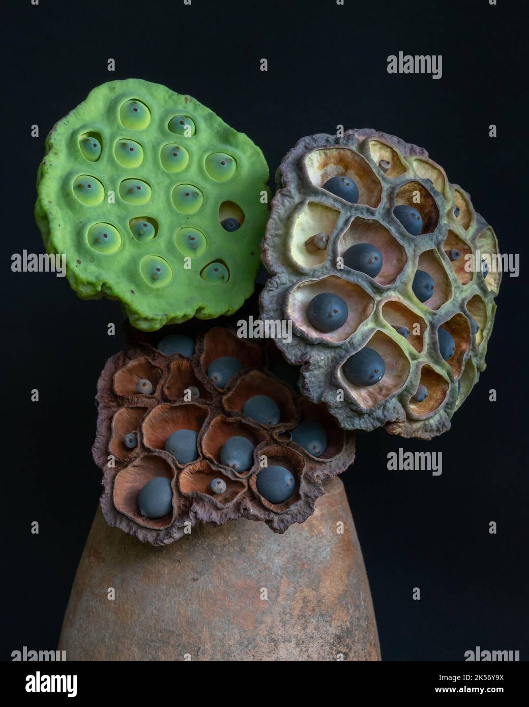 Vita morta colorata con pod di semi di loto in diversi stadi isolati su sfondo nero Foto Stock