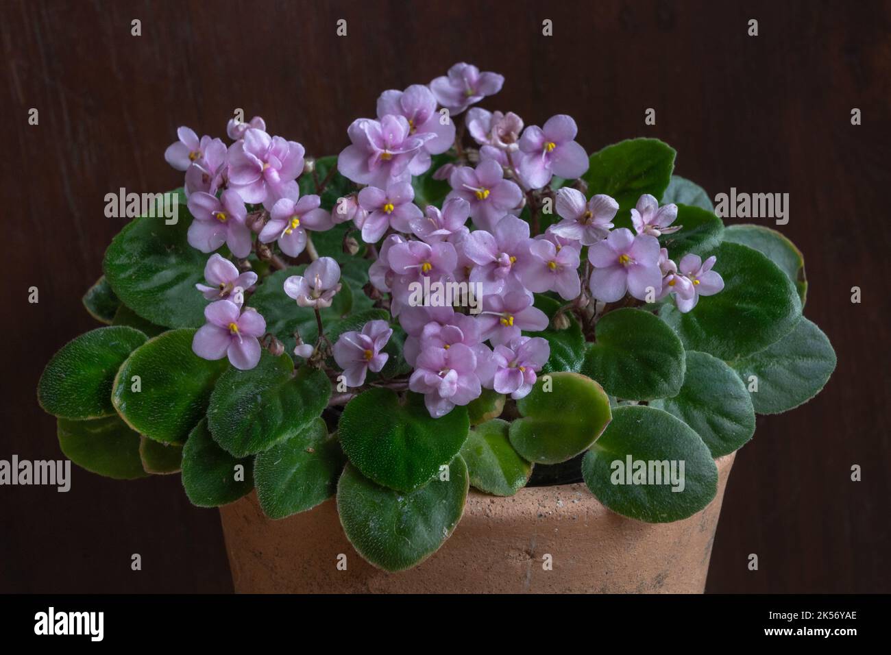 Bella mini viola africano rosa chiaro o saintpaulia in vaso di argilla su sfondo di legno scuro Foto Stock