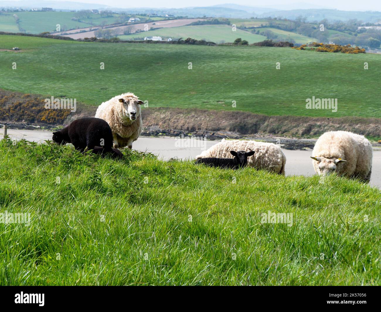 Pecore pascolano in un prato verde. Qualche pecora in un pascolo del coltivatore. Pascolo libero di bestiame. Paesaggio agricolo. Pecora bianca su prato verde Foto Stock