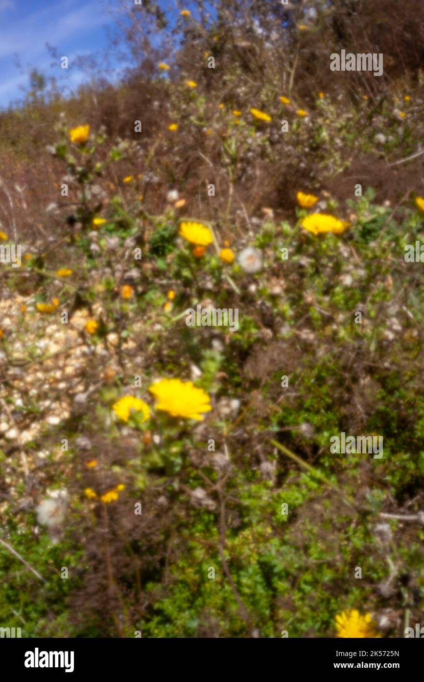 Sfida all'età, era digitale, qualità superiore, accattivante, spiccano, alta risoluzione, immagine pinhole di comune falco giallo Foto Stock