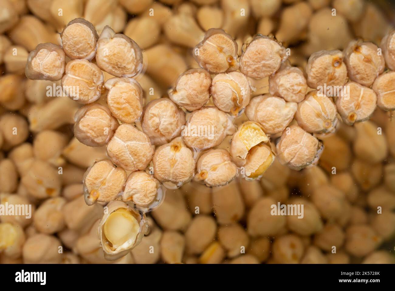 primo piano di un gruppo di semi di ceci che galleggiano sull'acqua. Tessitura di semi essiccata Foto Stock