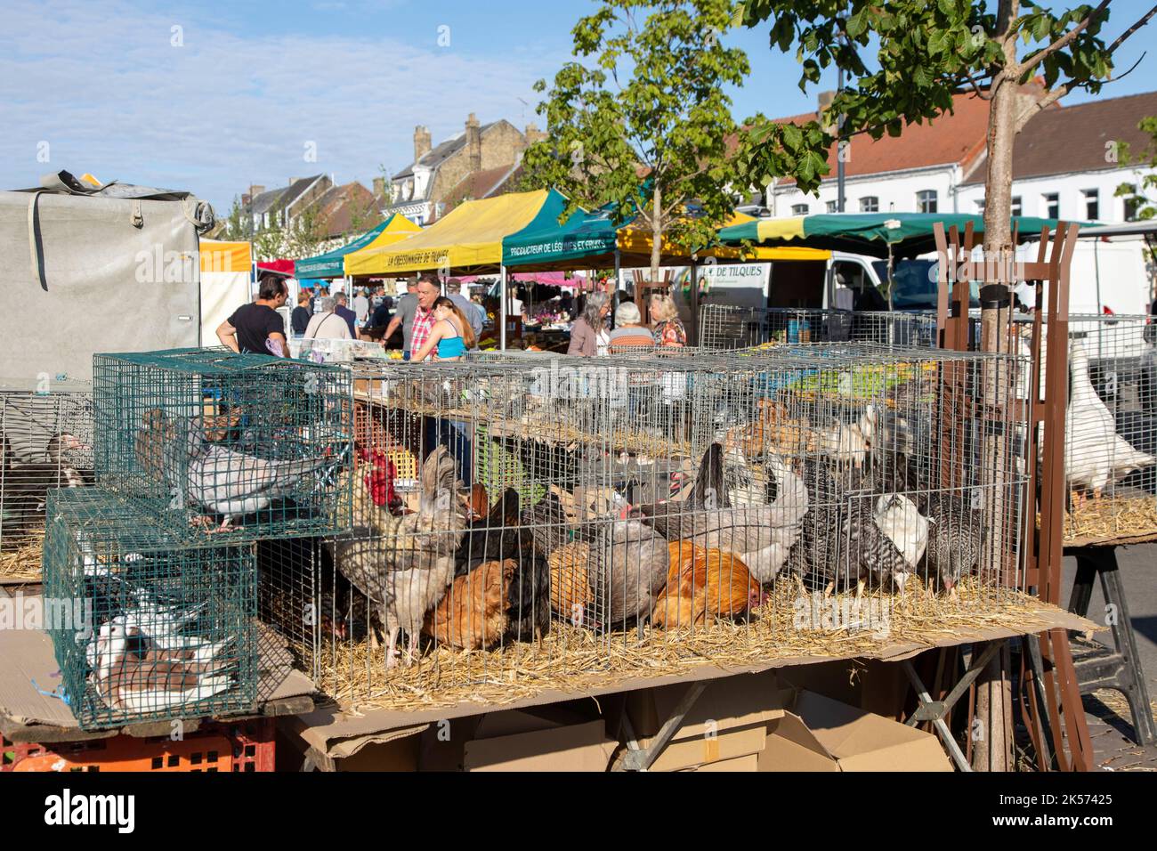 Francia, Pas de Calais, Audruicq, mercato Mercoledì mattina sulla Place des Marronniers Foto Stock