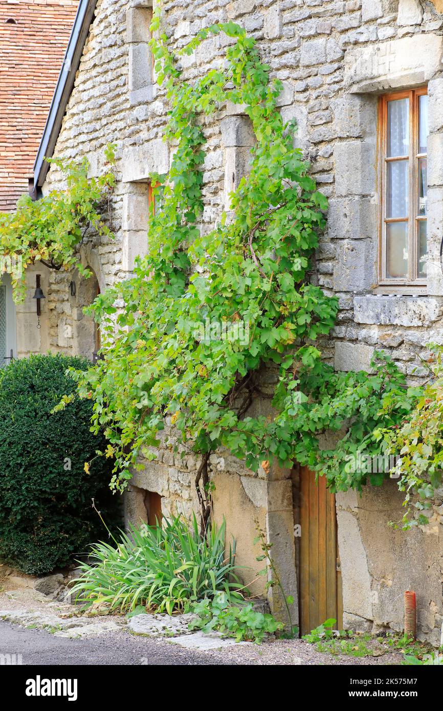 Francia, Cote d'Or, Auxois, Flavigny sur Ozerain (i più bei villaggi di Francia), facciata di una casa medievale con il suo stock di vite Foto Stock