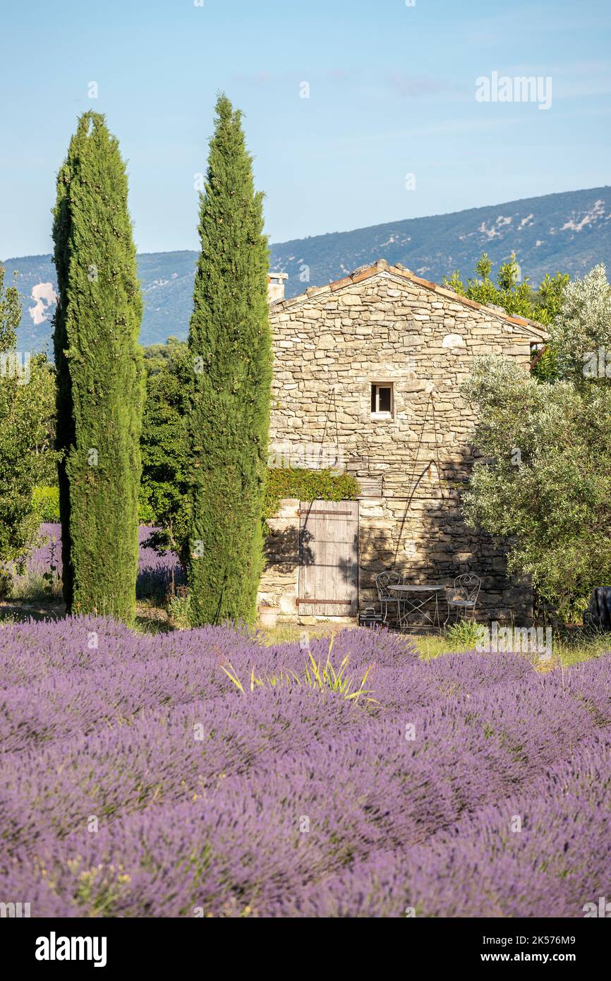 Francia, Vaucluse, riserva naturale regionale del Luberon, Saignon, casa di pietra nel cuore di un campo di lavanda fiorente Foto Stock