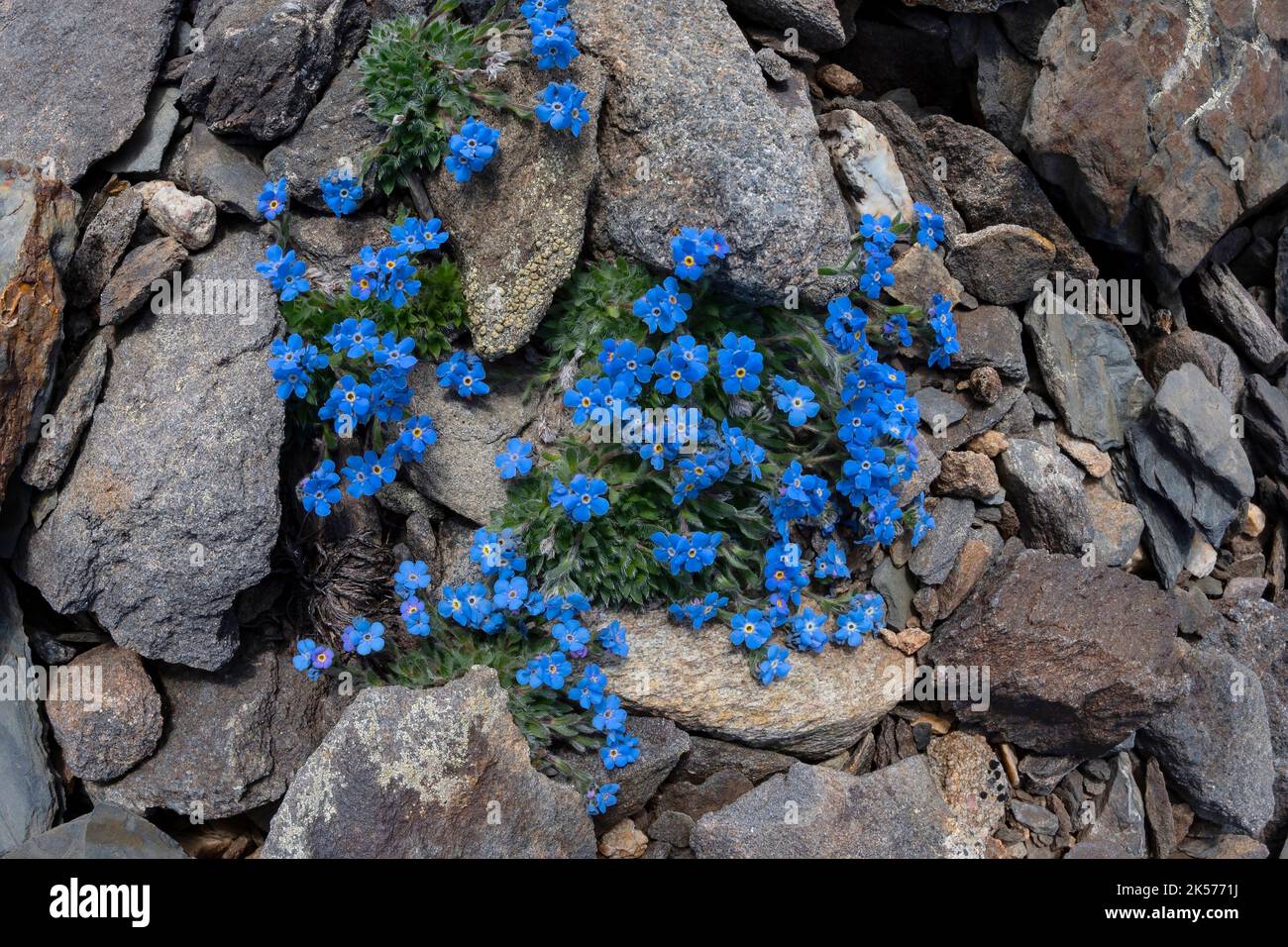 Francia, Savoia, Valmeinier, massiccio del Thabor, treck tour di Thabor, fiori di alpine Forget-me-nots Foto Stock