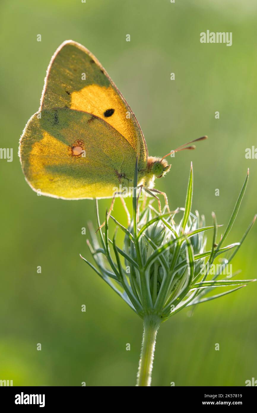 Francia, Auvergne, Puy de Dome, Saint Angel, Combrailles, Farfalla del genere Colias (Soufré, Fluoré ou Soucis) Foto Stock