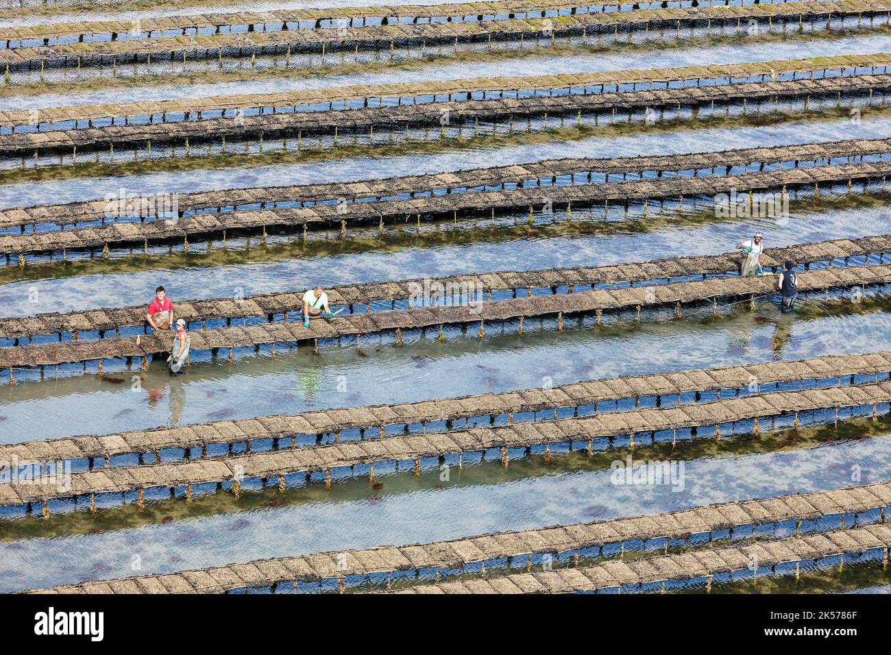 Francia, Charente Maritime, Loix, ostriche agricoltori nelle ostriche (vista aerea) Foto Stock