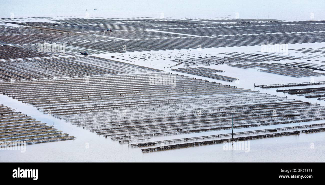 Francia, Charente Maritime, Loix, trattori e ostriche allevamenti di ostriche (vista aerea) Foto Stock