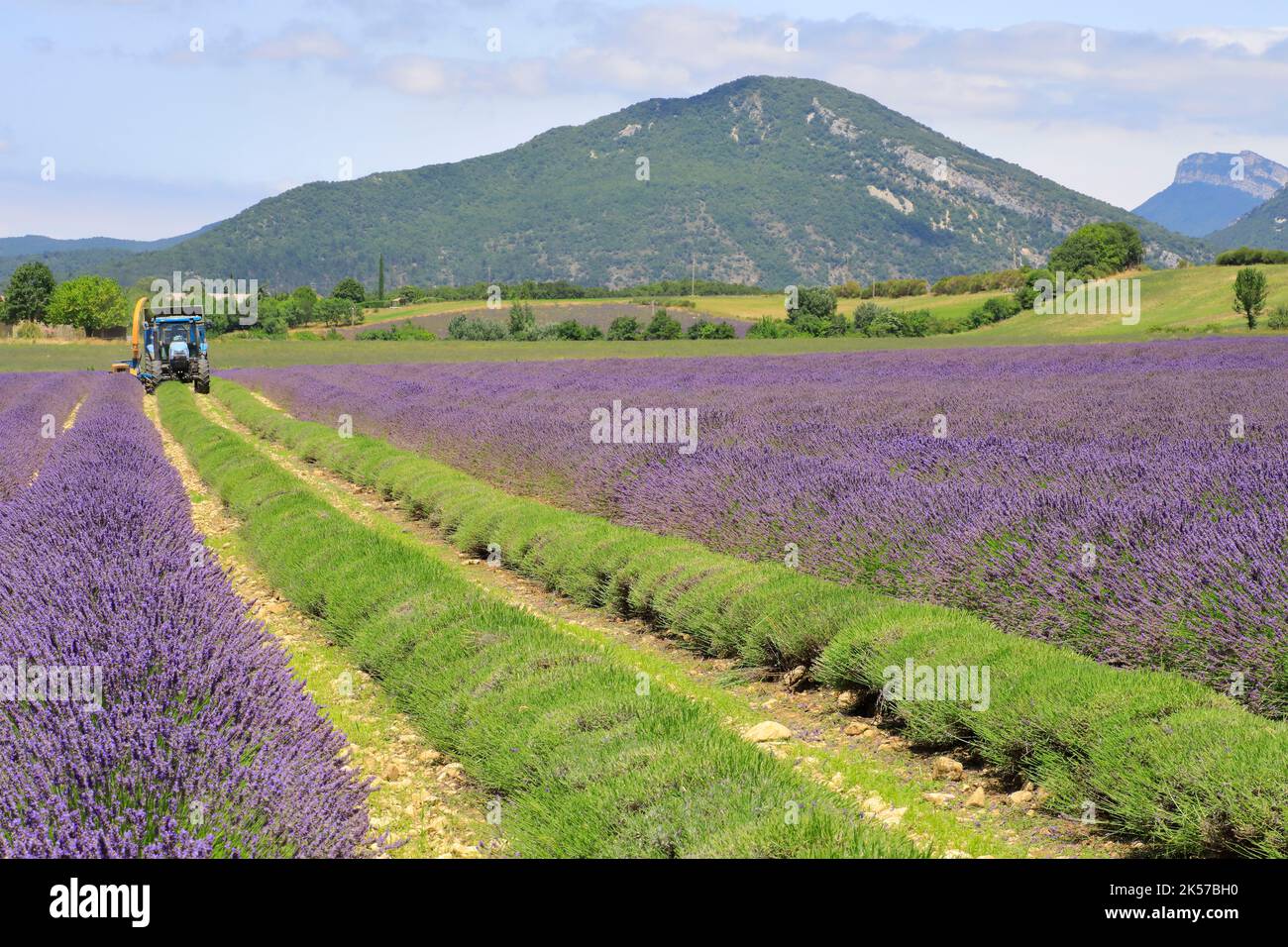 Francia, Drome, Drome provenzale, Charols, lavanda raccolta in estate Foto Stock