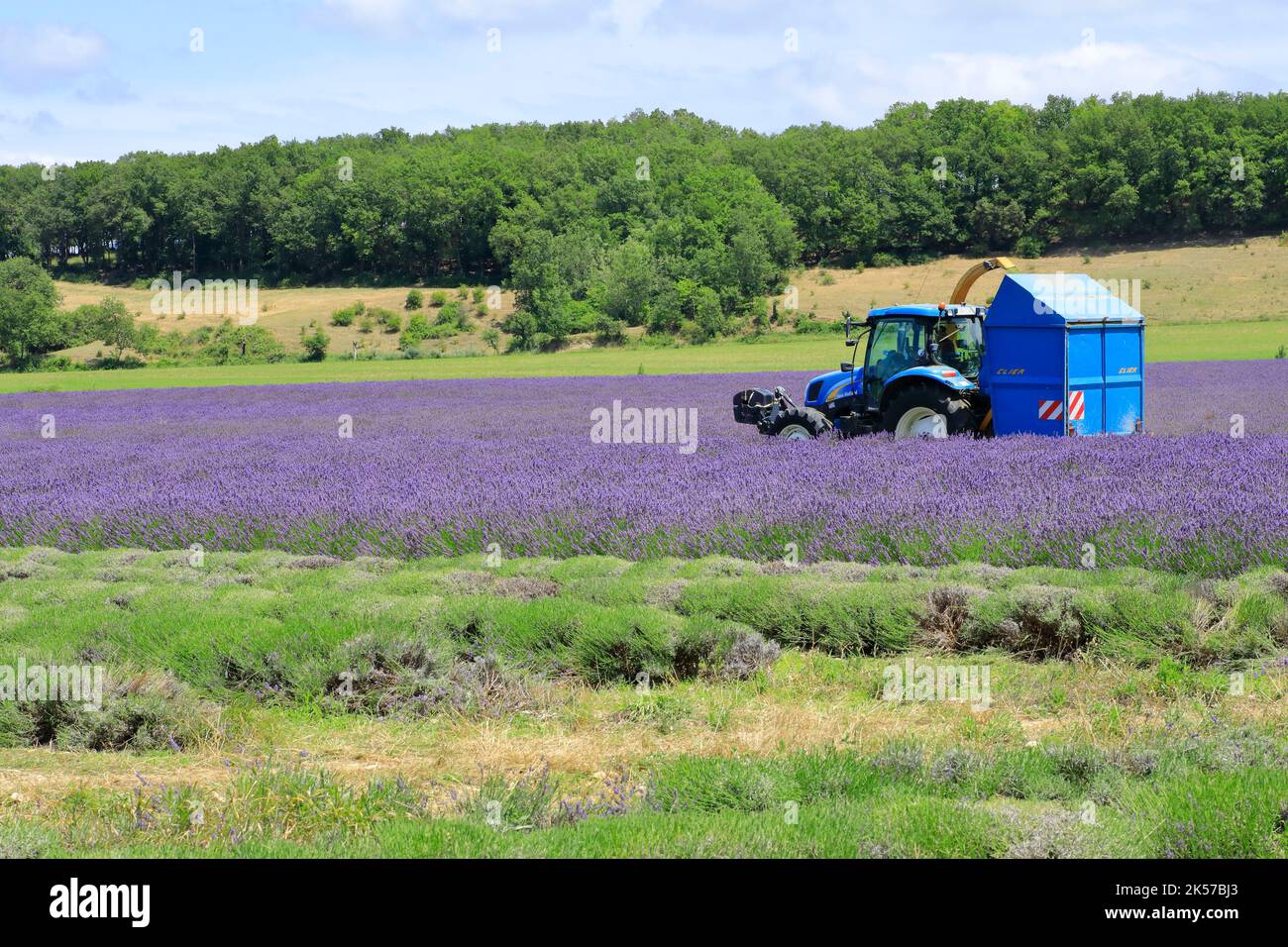 Francia, Drome, Drome provenzale, Charols, lavanda raccolta in estate Foto Stock