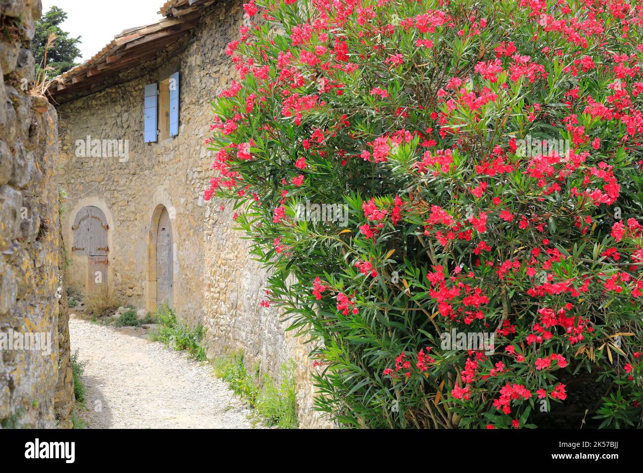 Francia, Drome, Drome provenzale, Mirmande, vicolo nel villaggio con un oleandro Foto Stock