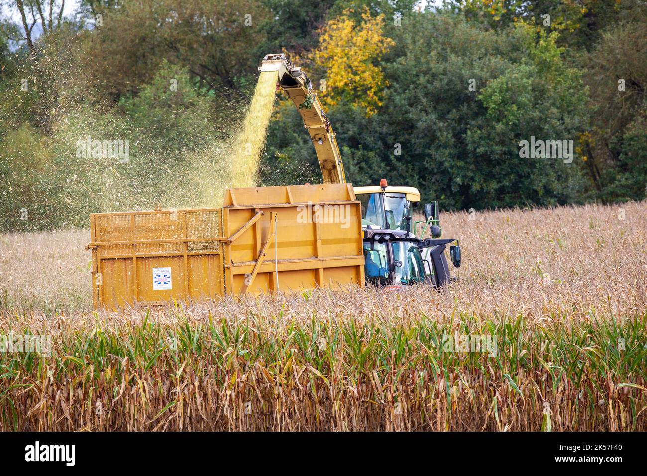 Agricoltore imprenditore agricolo lavoratore agricolo utilizzando Krone Big X 700 - foraggera semovente trebbiatrice, raccolta e taglio di mais in autunno Foto Stock