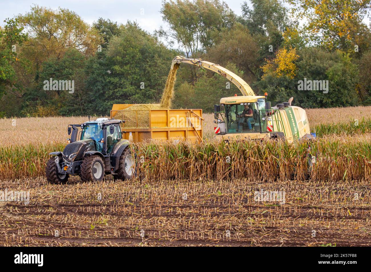 Agricoltore imprenditore agricolo lavoratore agricolo utilizzando Krone Big X 700 - foraggera semovente trebbiatrice, raccolta e taglio di mais in autunno Foto Stock