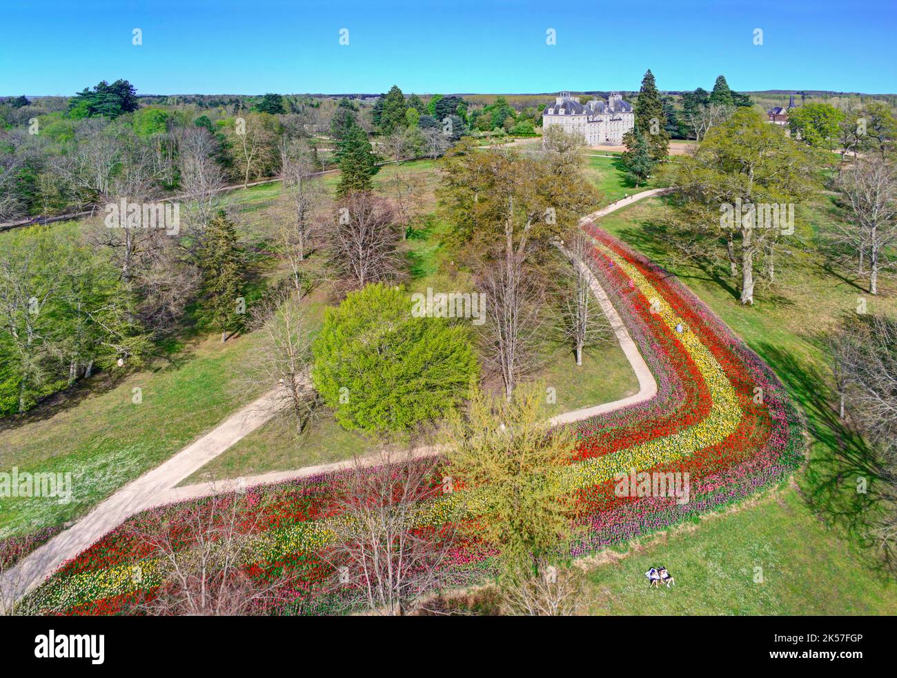 Francia, Loir-et-Cher, Cheverny, il nastro di tulipano Foto Stock