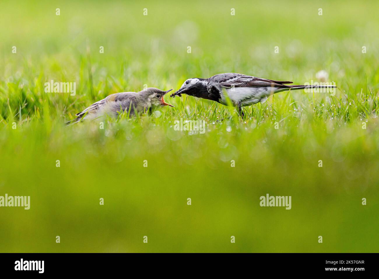 Francia, Eure, vicino a Pont-Audemer, uccelli da giardino, passeriform, Wagtail bianco (Motacilla alba), alimentando il suo pulcino con un insetto Foto Stock