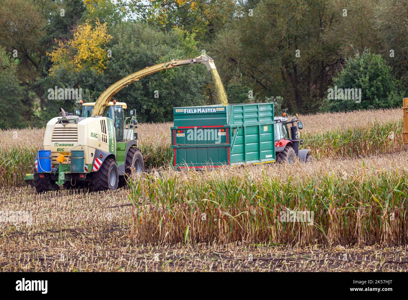 Agricoltore imprenditore agricolo lavoratore agricolo utilizzando Krone Big X 700 - foraggera semovente trebbiatrice, raccolta e taglio di mais in autunno Foto Stock